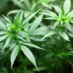 Exploration créative du cannabis sans effet