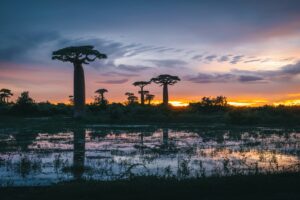 Allée de Babaos à Madagascar