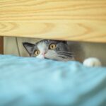 Un chat gris et blanc curieux regarde depuis sous le lit