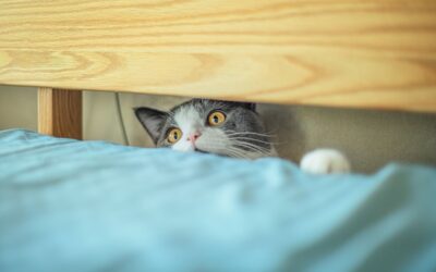 Un chat gris et blanc curieux regarde depuis sous le lit