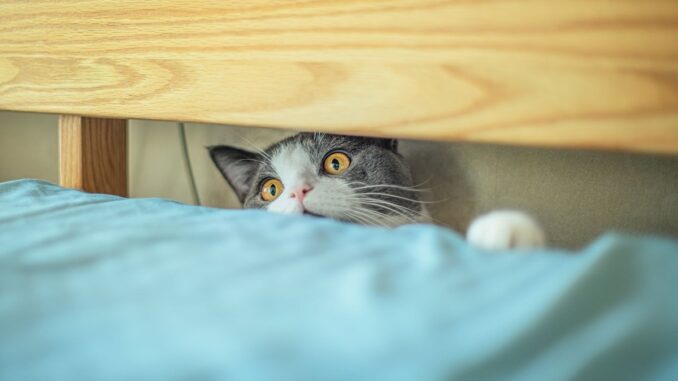 Un chat gris et blanc curieux regarde depuis sous le lit