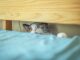 Un chat gris et blanc curieux regarde depuis sous le lit